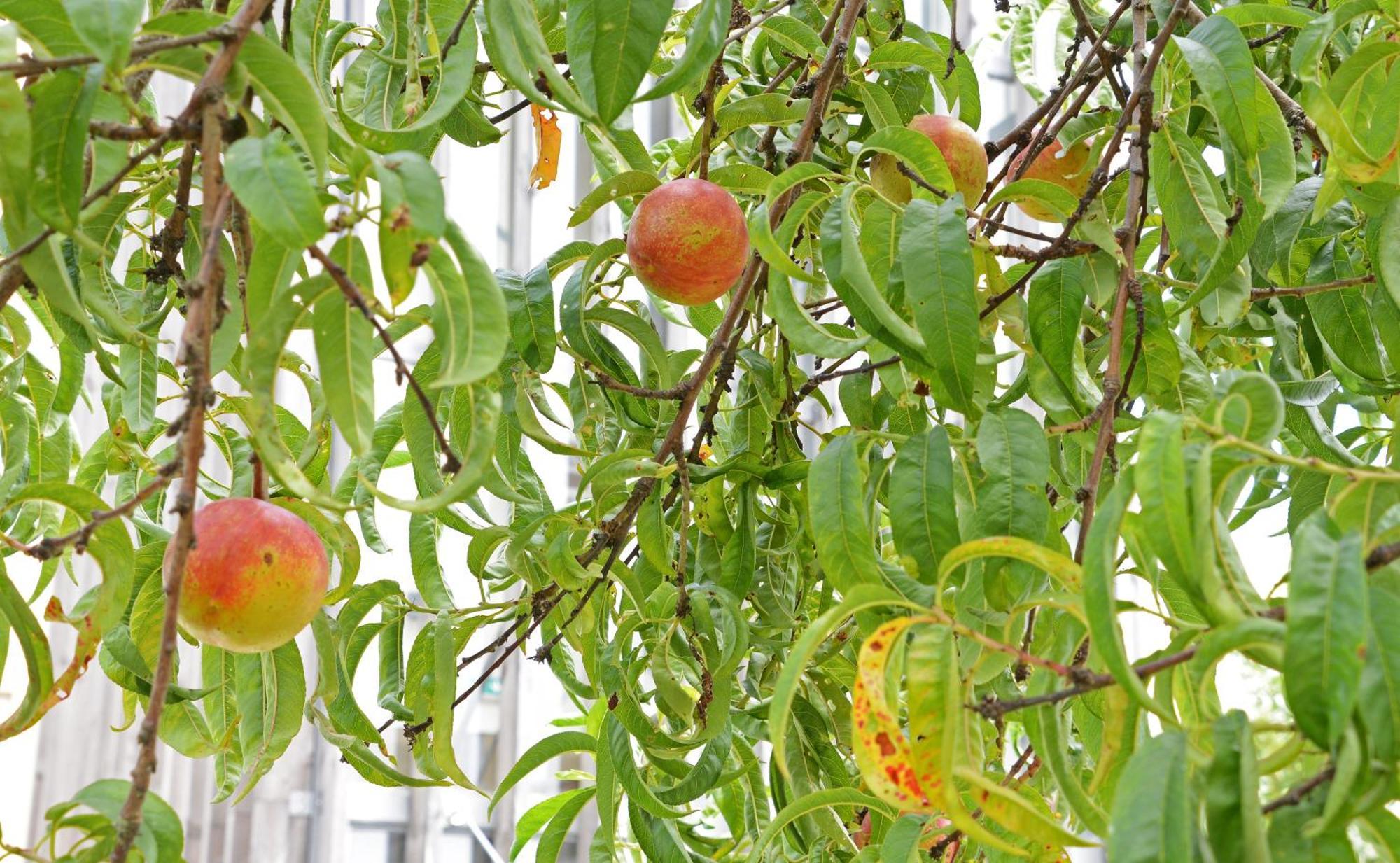 פורטו Peach Hostel & Suites מראה חיצוני תמונה